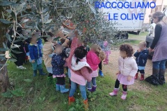 RaccogliamoLeOlive06